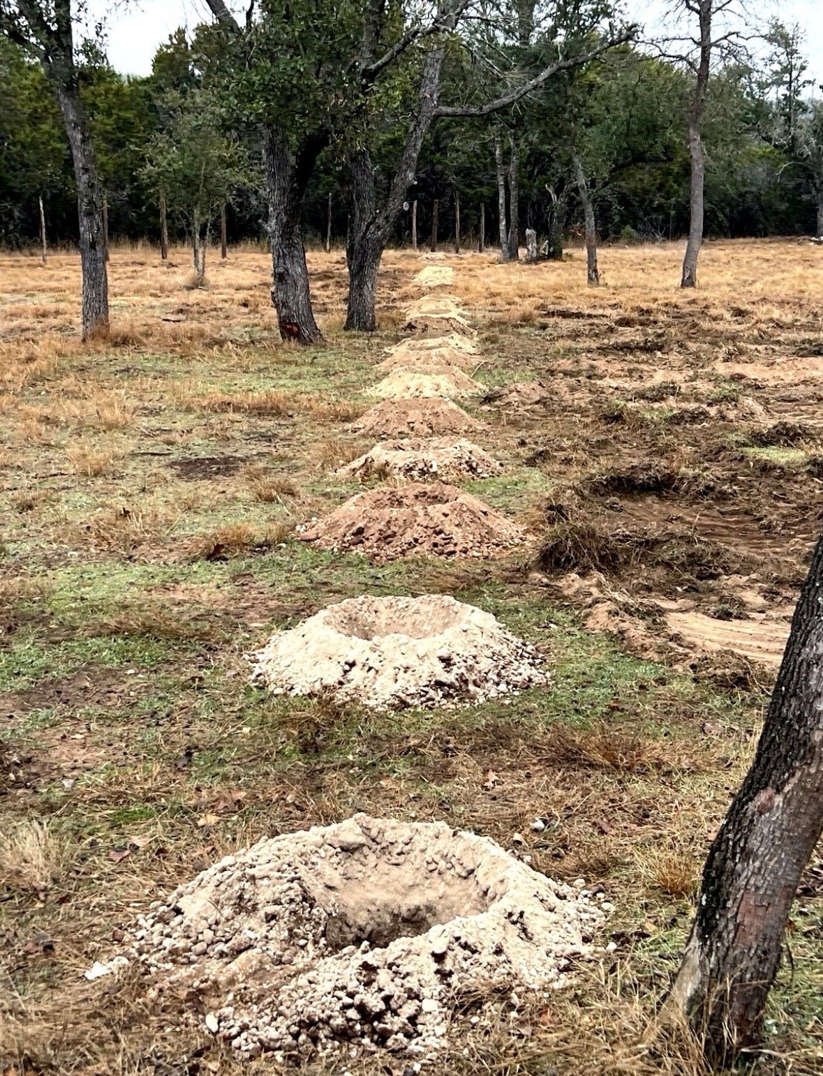 A line of soil mounds in a grassy field with trees in the background.