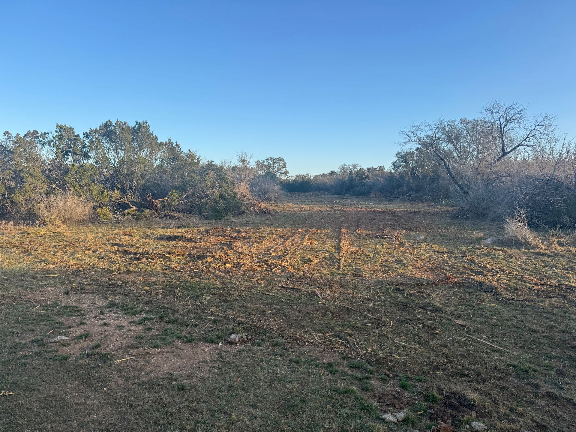 Field of grass and fallen leaves, surrounded by trees and a clear blue sky.