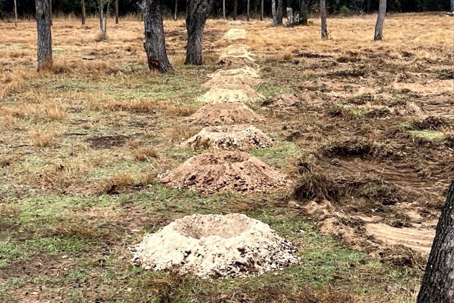 Row of dirt mounds in a grassy area, likely a field or forest, with trees in the background.