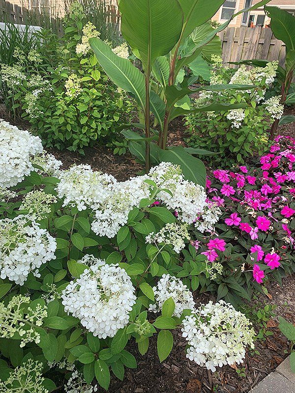 Flower Bed Hydrangea and Cana