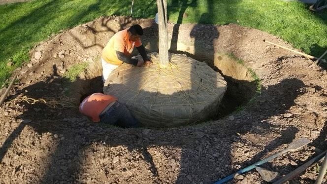 Two workers installing a large circular stone planter around a tree in a grassy yard.