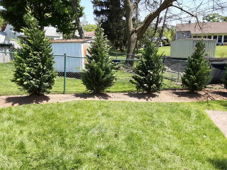 Four green evergreen trees line a chain-link fence in a backyard; green grass in the foreground, shed in the background.