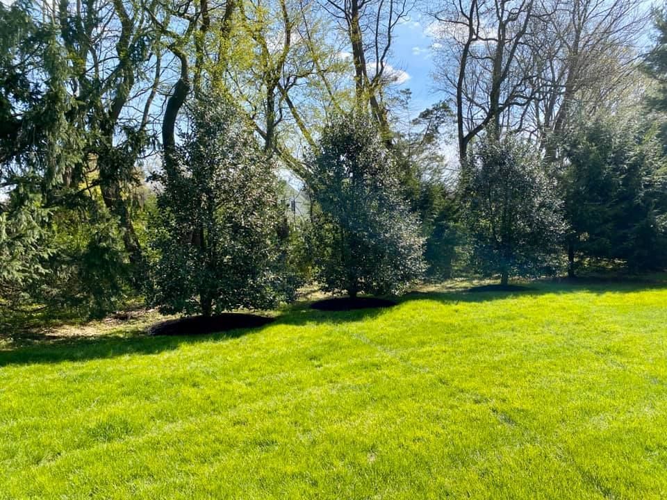 Lush green lawn with trees and blue sky backdrop.