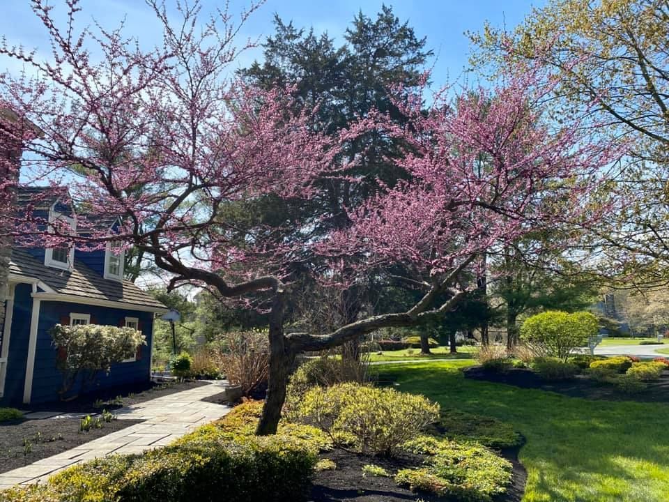 Pink-flowered tree with curved branches in front of a blue house and green lawn under a clear blue sky.