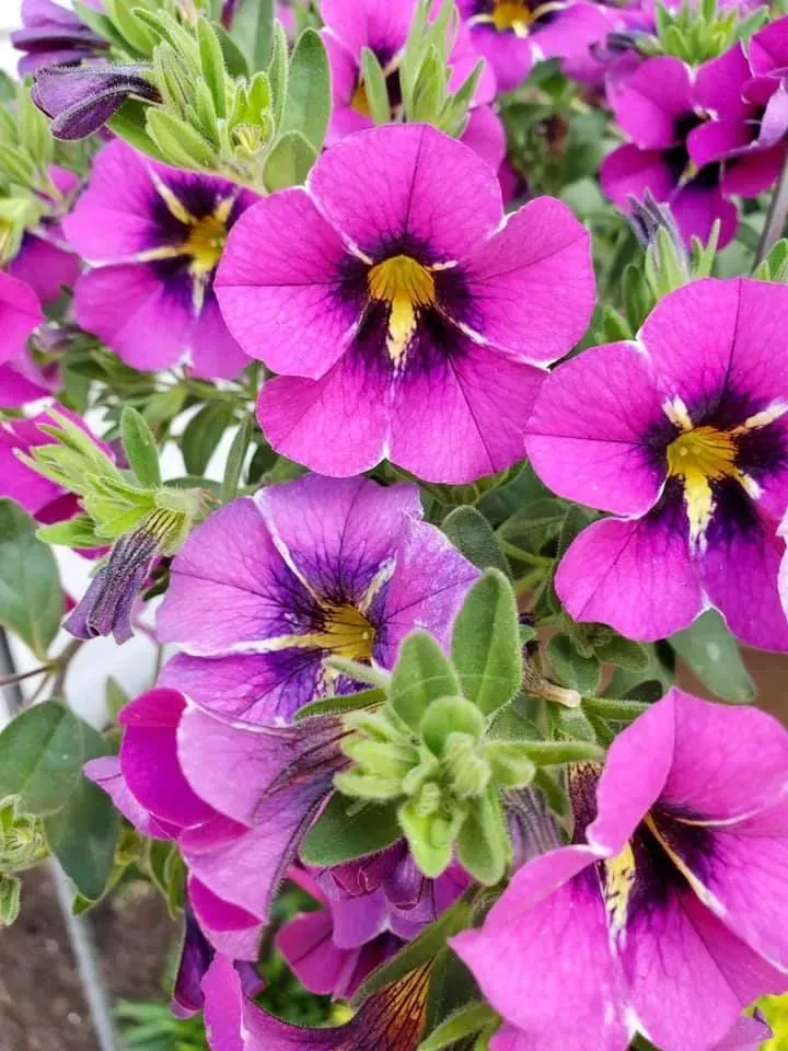 Purple and fuchsia petunia flowers with dark centers and yellow stamens, surrounded by green leaves.