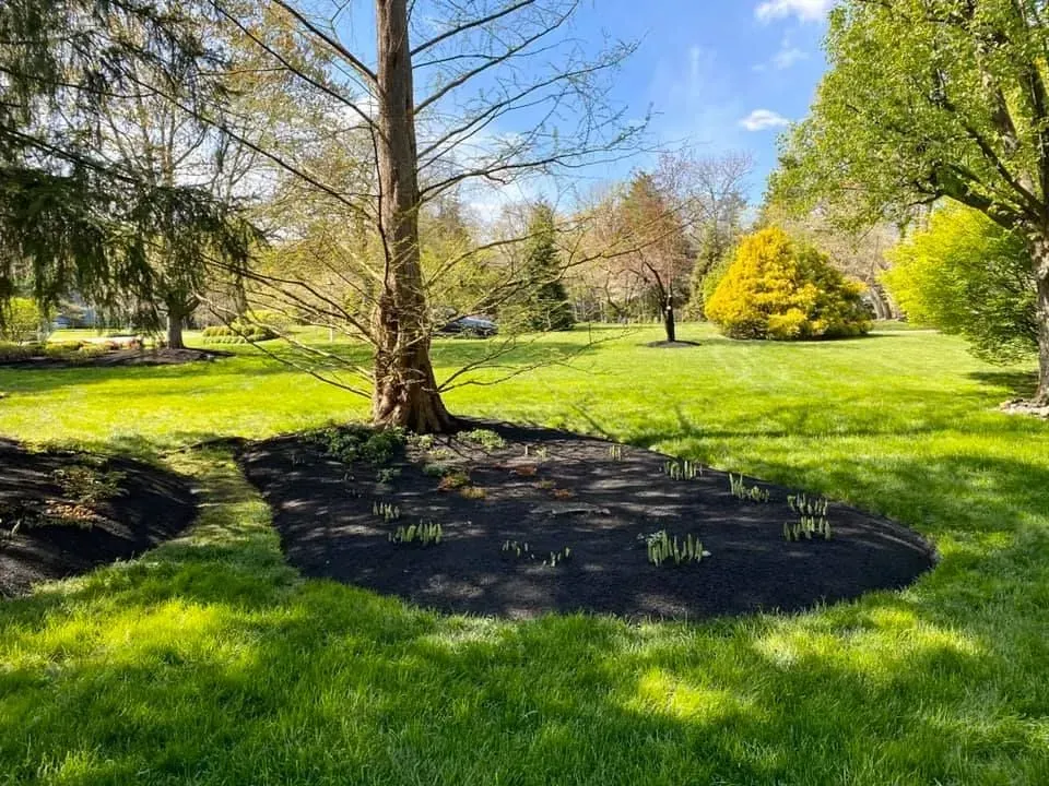 Grassy yard with a mulched garden bed around a tree. Bright green grass, blue sky, and other trees in the background.