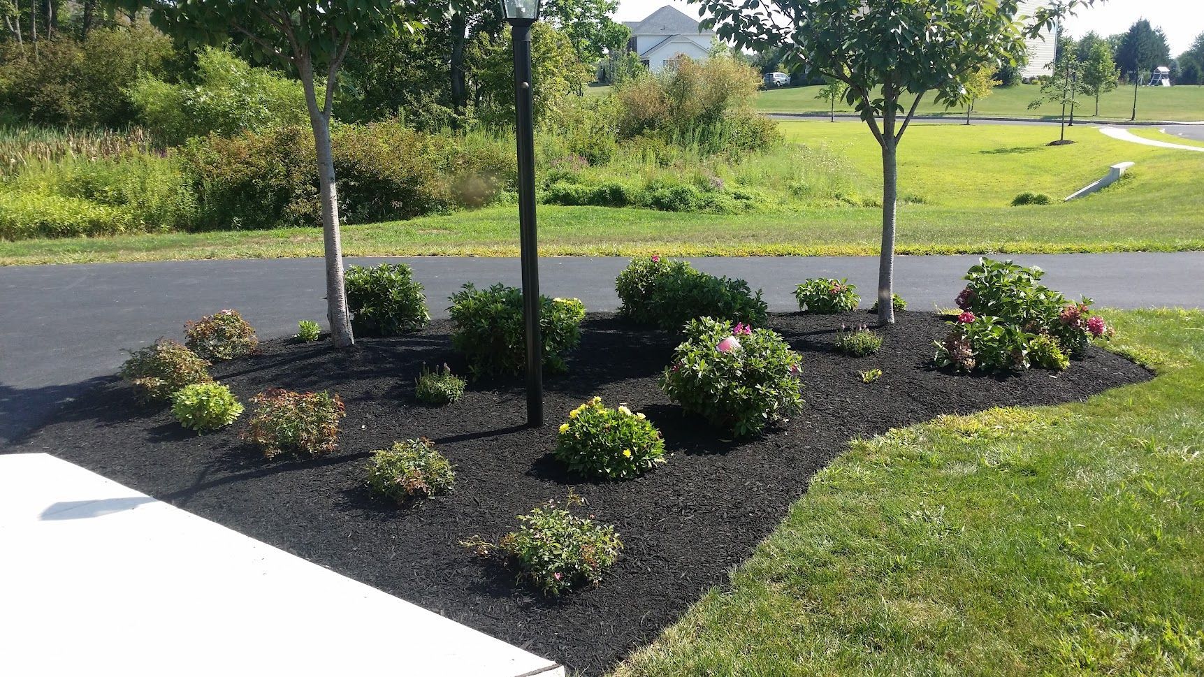 Landscaped garden bed with shrubs and flowers beside a sidewalk and lawn on a sunny day