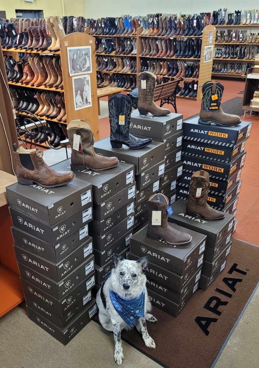 A speckled dog wearing a blue bandana sits in front of stacks of Ariat boot boxes in a retail store with shelves of boots.