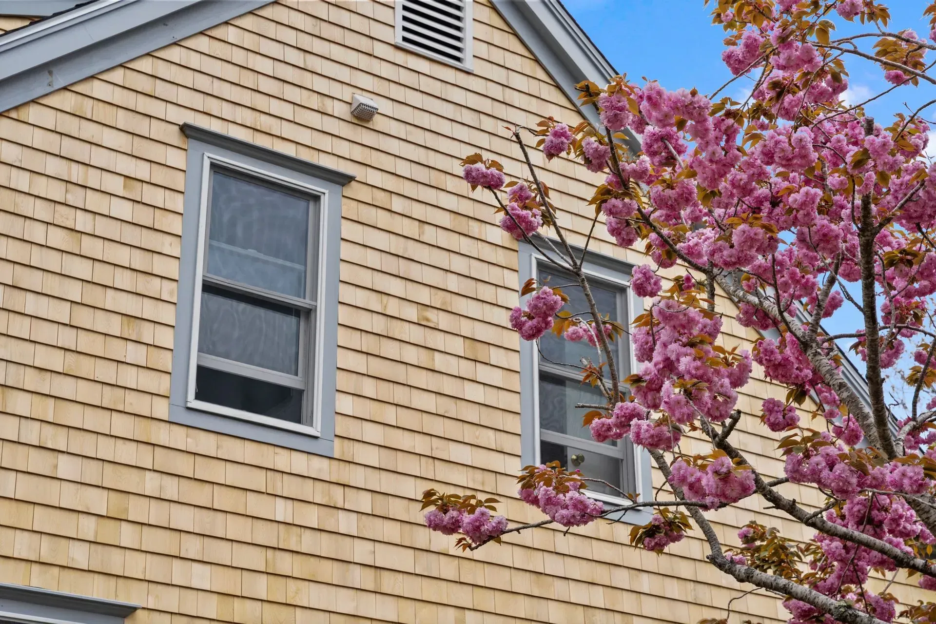 Two windows on a tan house beside a blooming pink tree