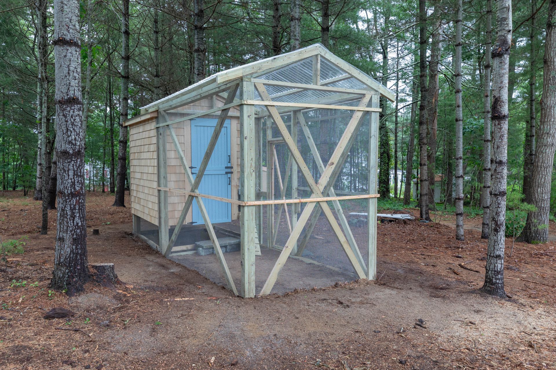 Small wooden cabin with slanted roof in a pine forest clearing, covered in diagonal braces.