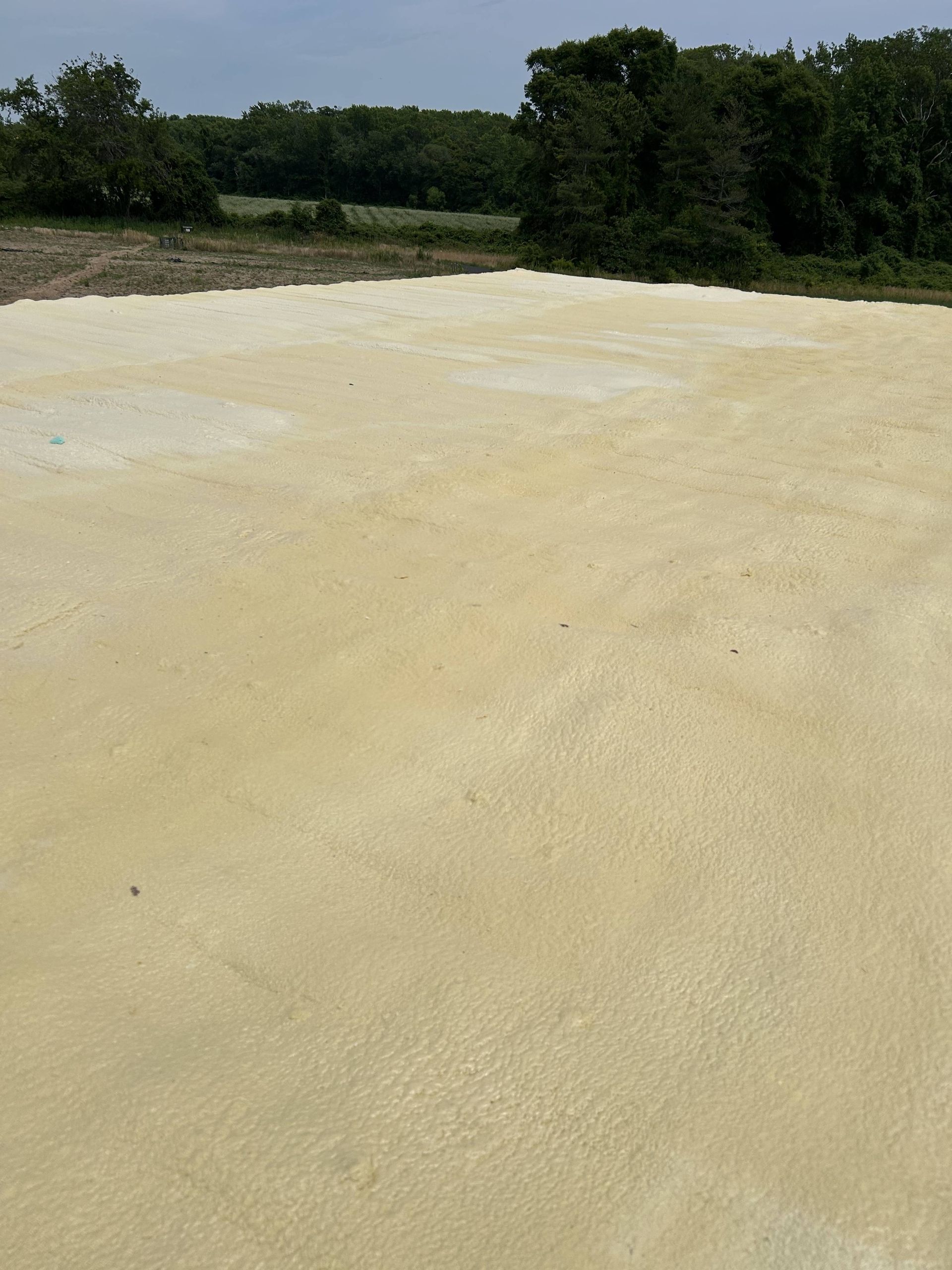 Pale yellow sandy field with green trees along the horizon under a clear sky