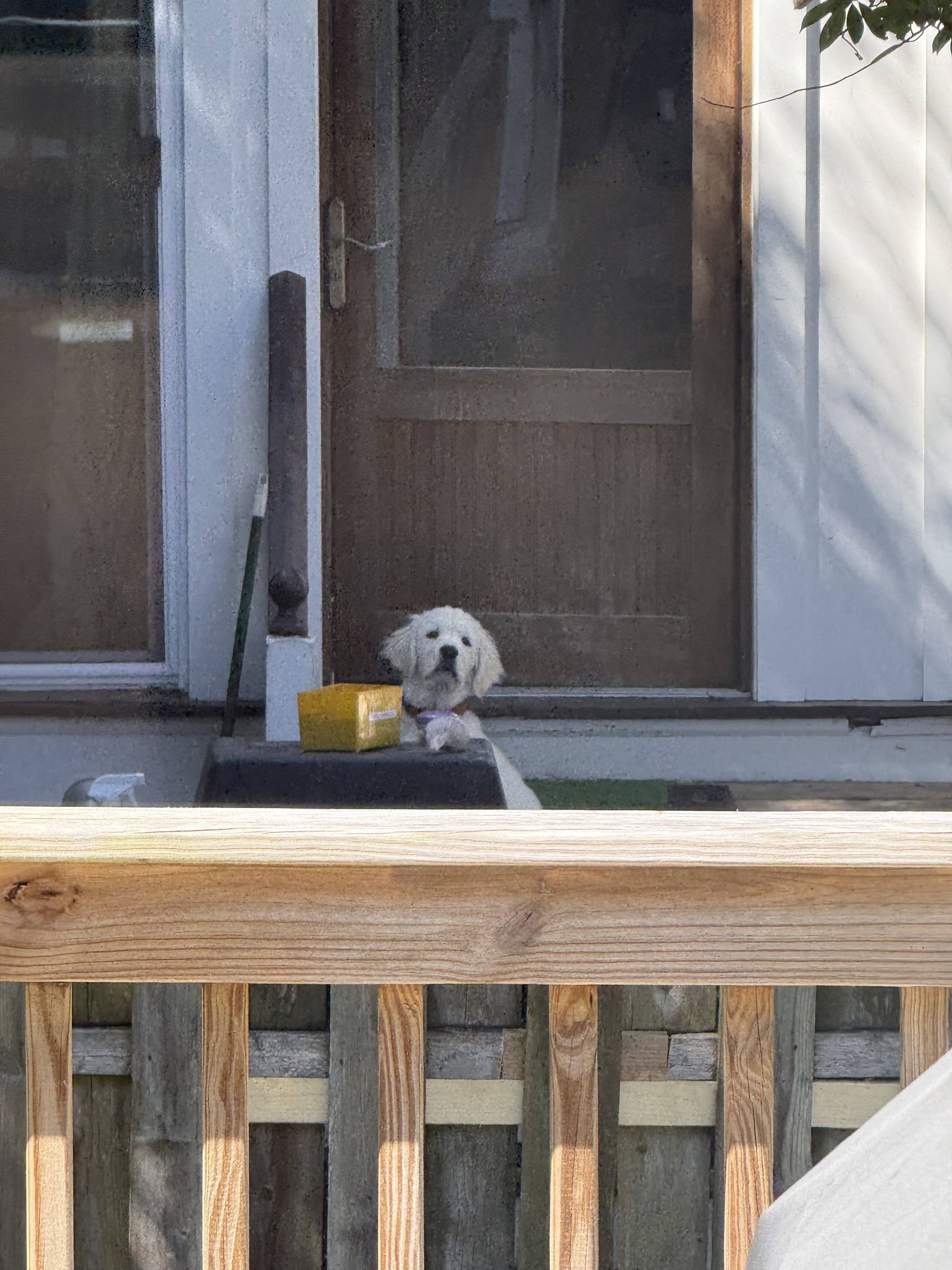 Small white dog sitting on a porch step beside a yellow bowl in front of a dark door.