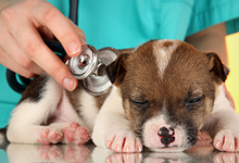 Dog medical checkup