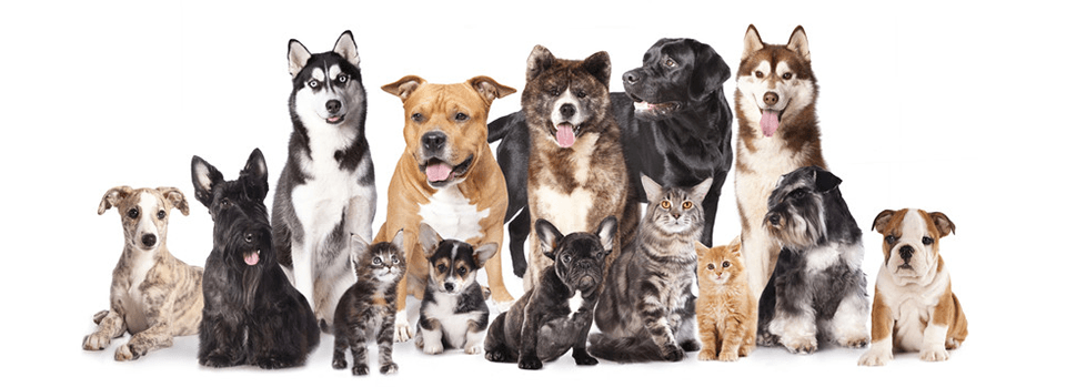Medical Services | Pet Care | Moreland Hills, OH Medical Services | Pet Care | Moreland Hills, OH