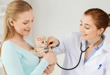 Cat medical checkup