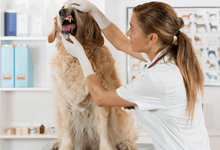 Dog oral examination