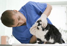 Cat dental cleaning