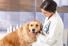 Dog medical checkup