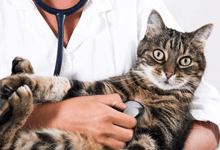 Cat medical checkup