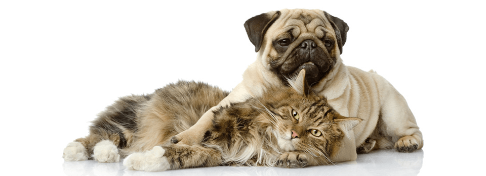 About Woodland Veterinary Hospital | Moreland Hills OH