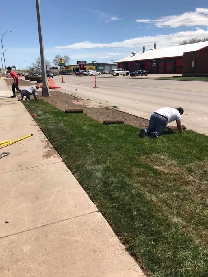 Three workers install rolls of green sod along a sidewalk bordering a road in a sunny, suburban setting.