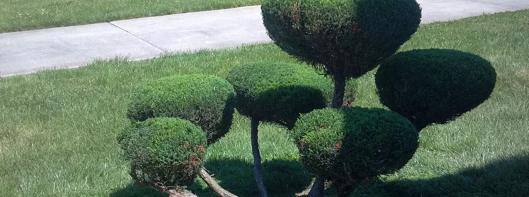 hedge_and_bush_trimming_services