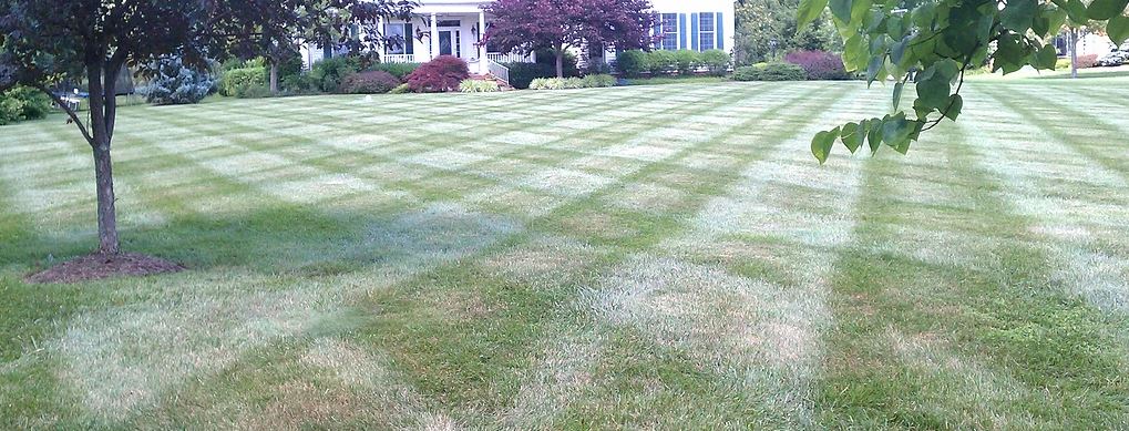 lawn_mowing_and_bush_trimming
