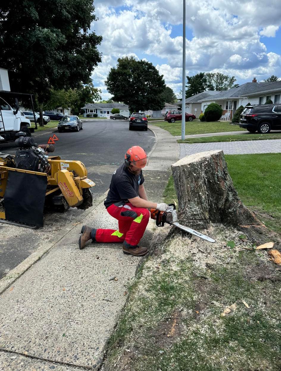 A man is kneeling down to cut a tree stump with a chainsaw.