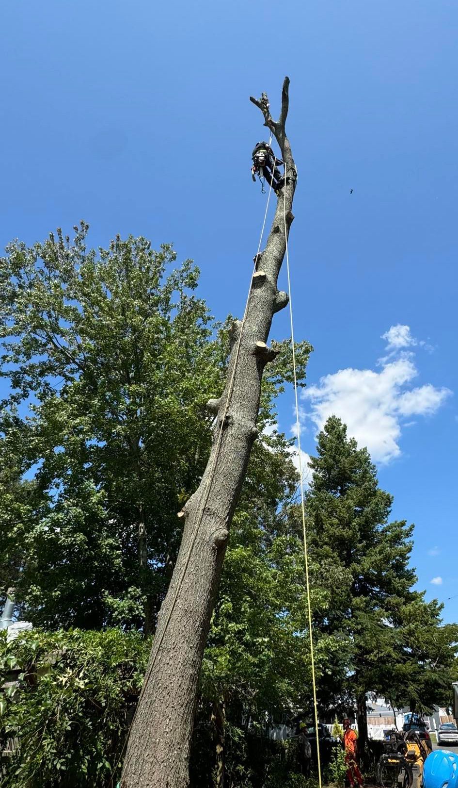 A man is climbing up the side of a tree.