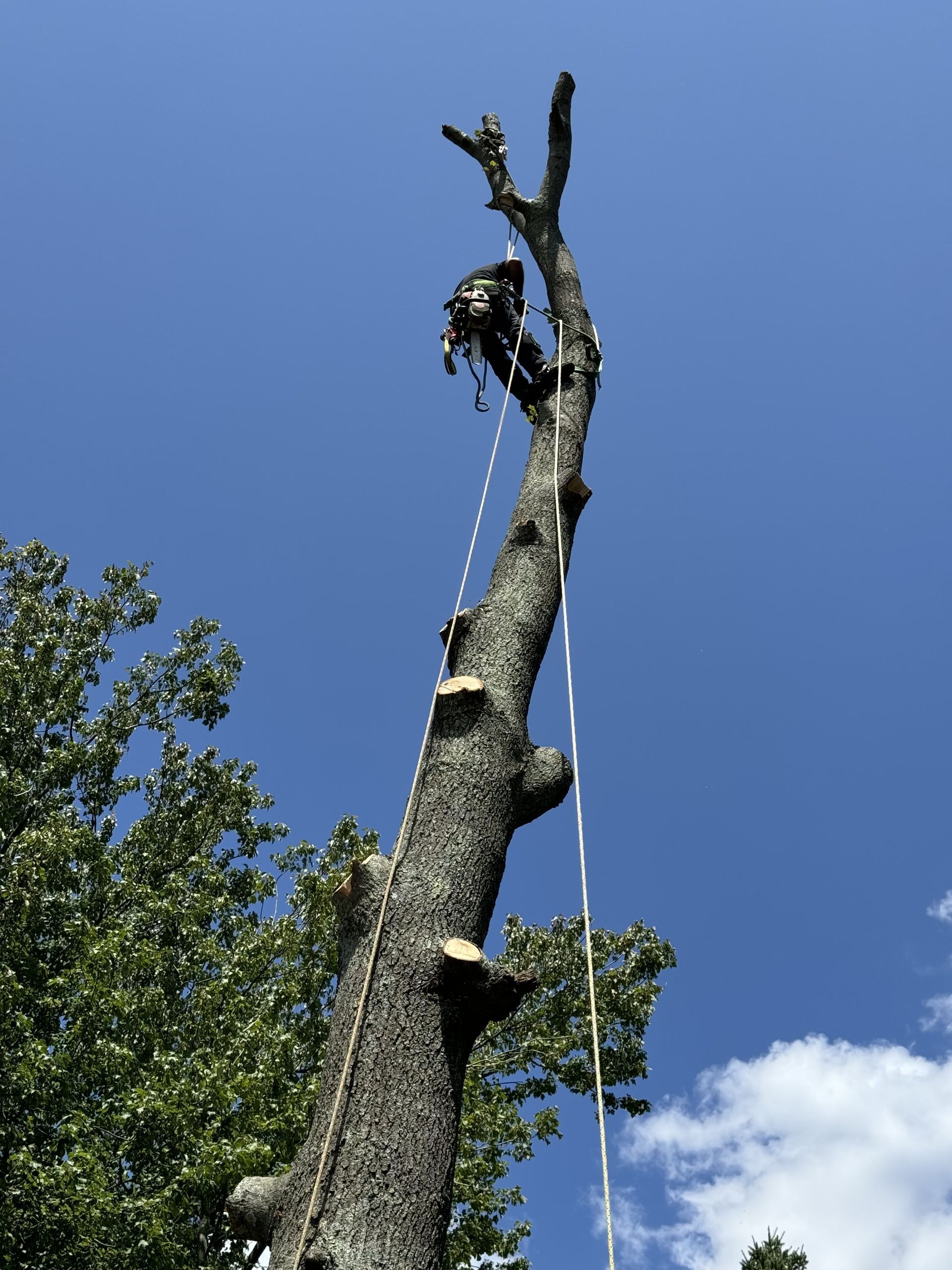 A man is climbing a tree with a blue sky in the background