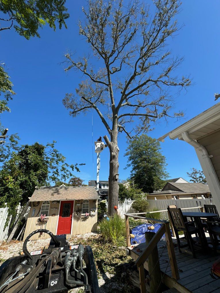 A tree is being cut down in front of a house.