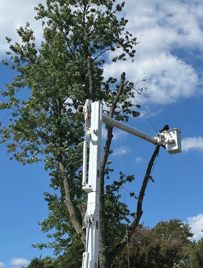 A man in a bucket is cutting a tree