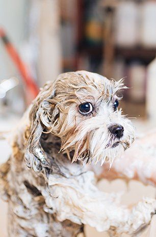 Dog nail trimming Dog nail trimming