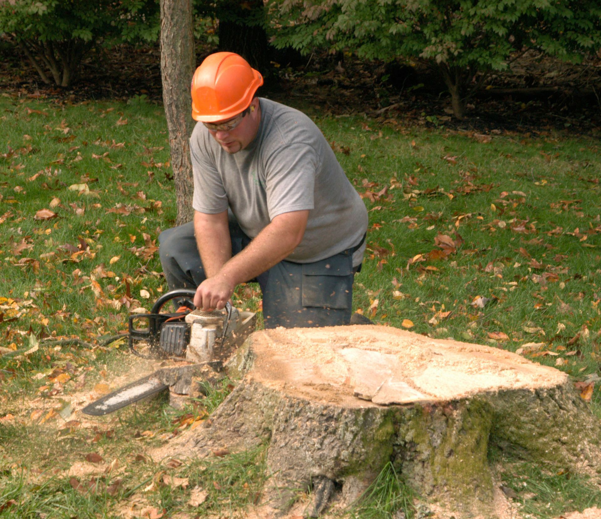 stump grinding services	