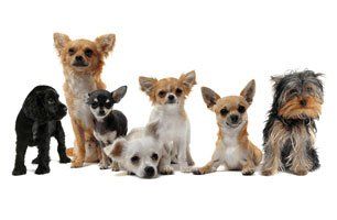 different breed of dogs