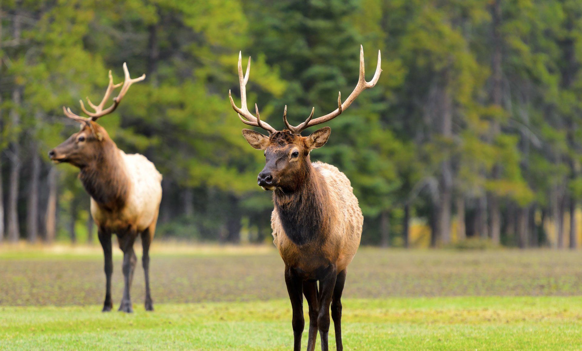 two elks