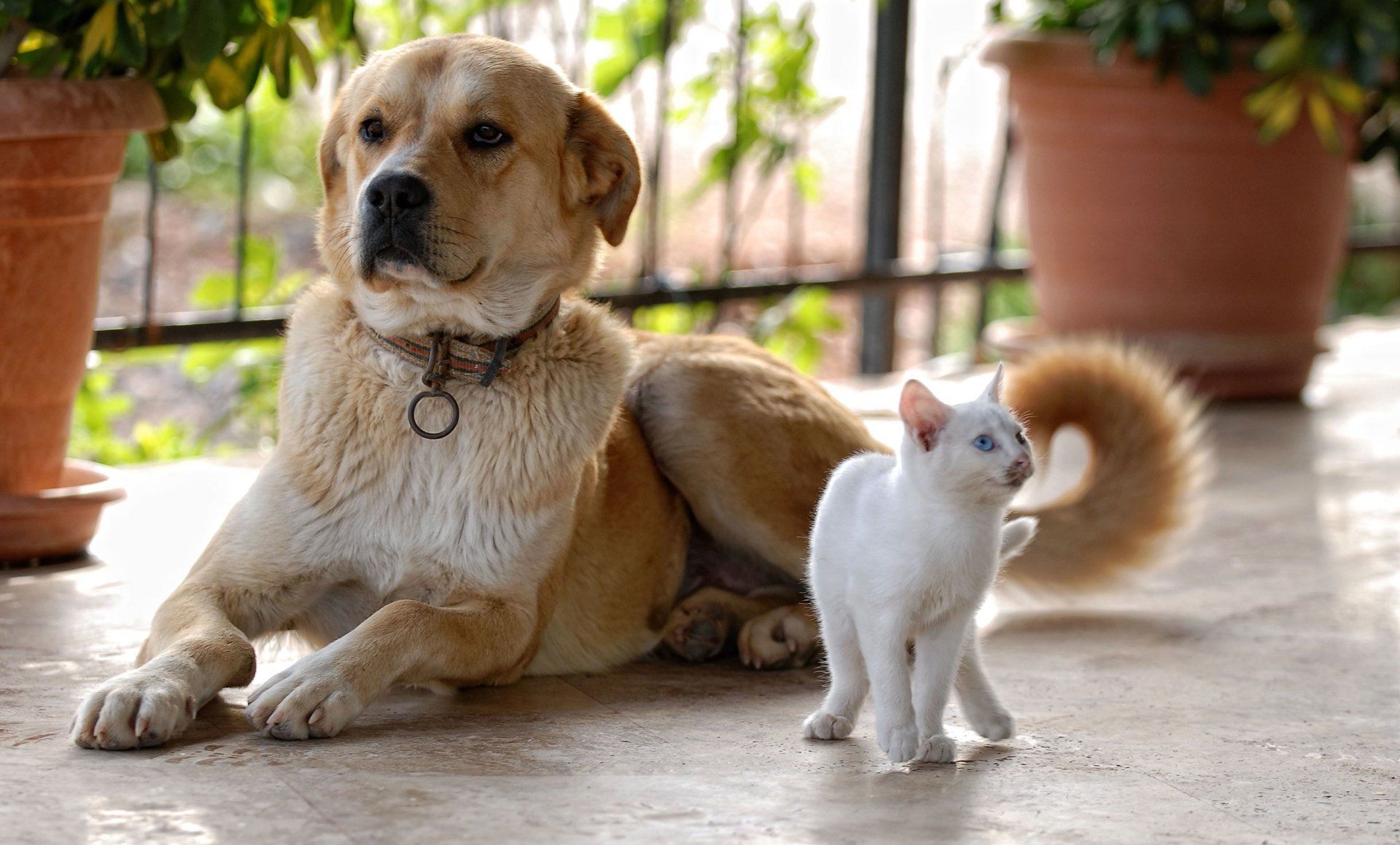 dog and cat