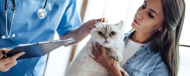 cat and owner visiting vet