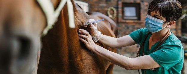 horse getting a vaccine