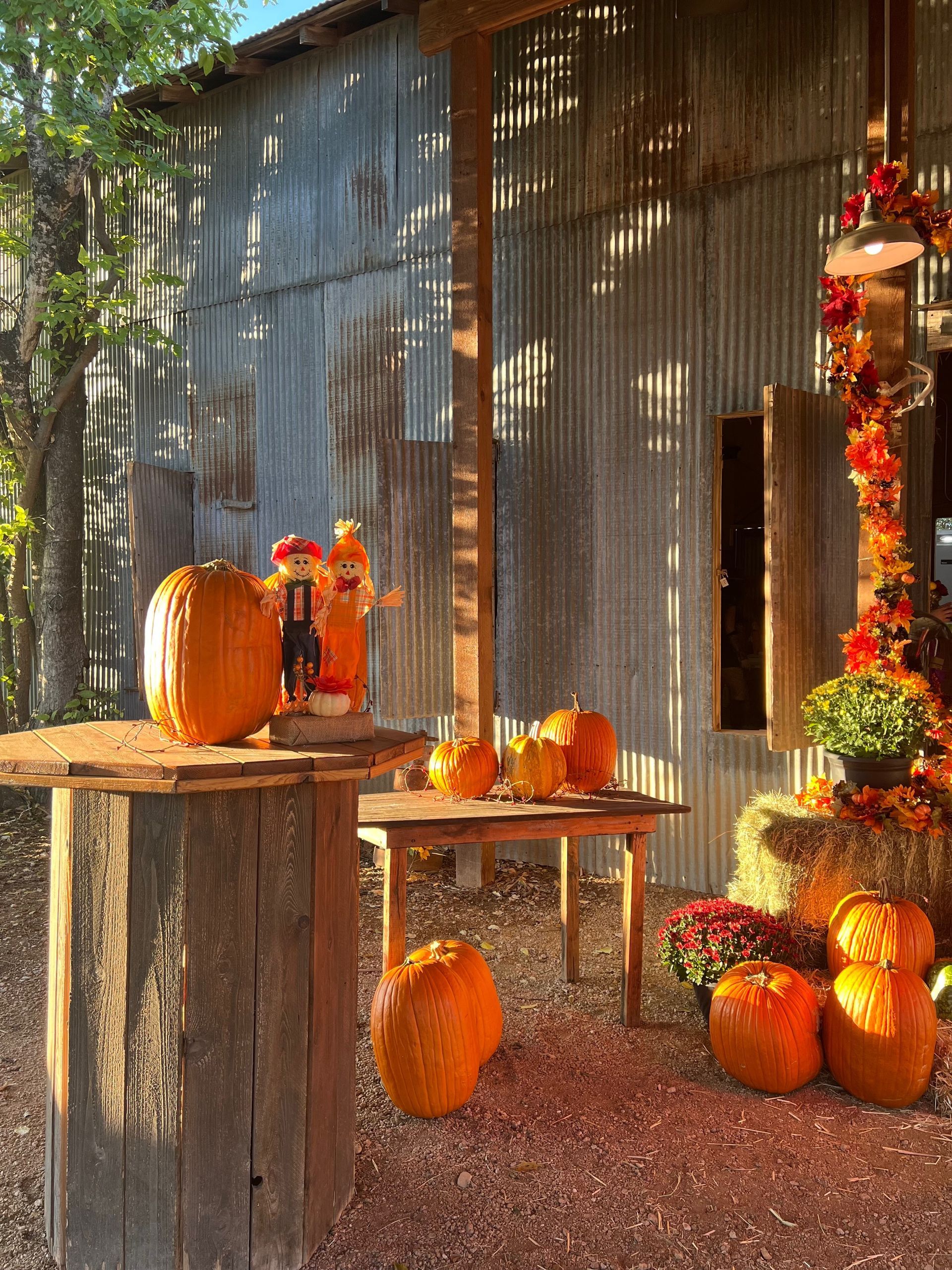A bunch of pumpkins are sitting on a table in front of a barn.