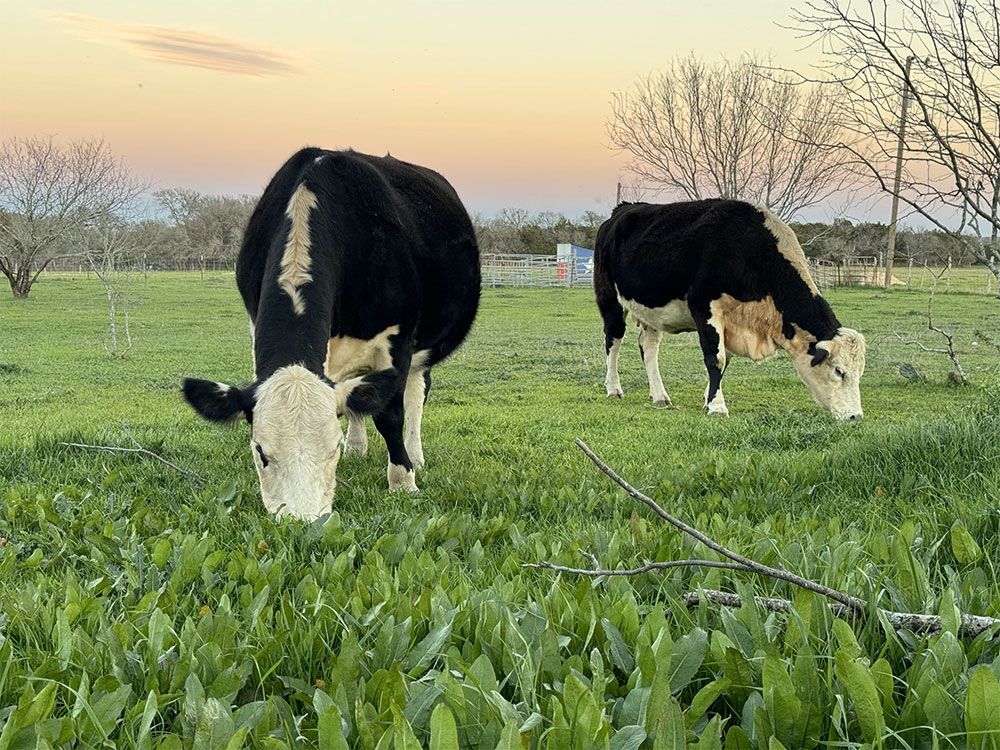 Two cows are grazing in a grassy field.