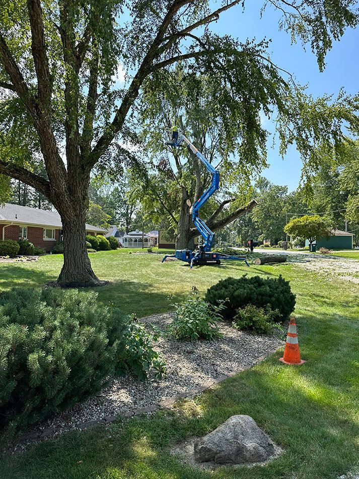 Tree removal