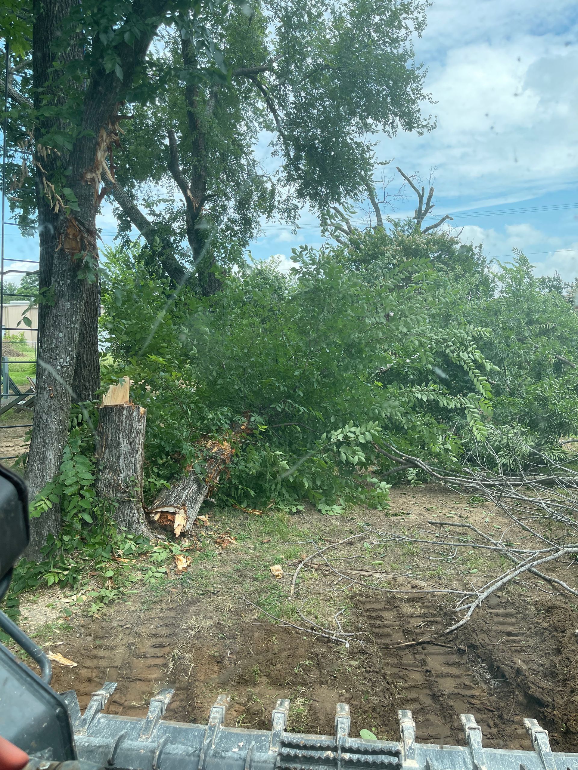 A person is driving a bulldozer through a field of trees.
