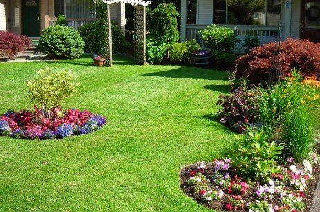 Backyard with beautiful plants