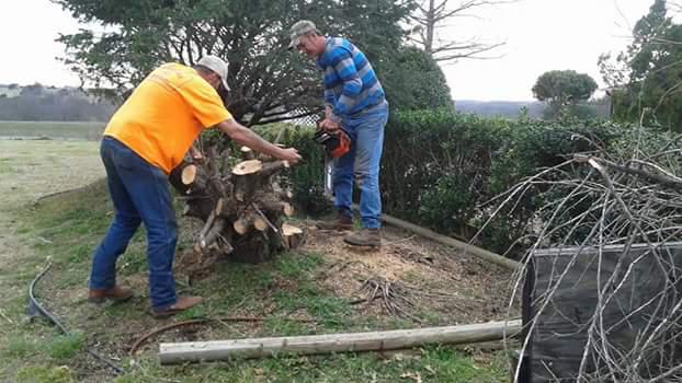 Two men removing a tree