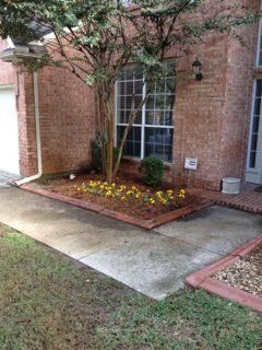 Plant bed with yellow flowers