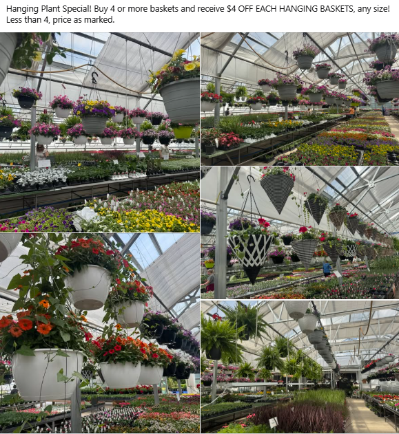 Assorted hanging flower baskets and potted plants are displayed in a greenhouse aisle.
