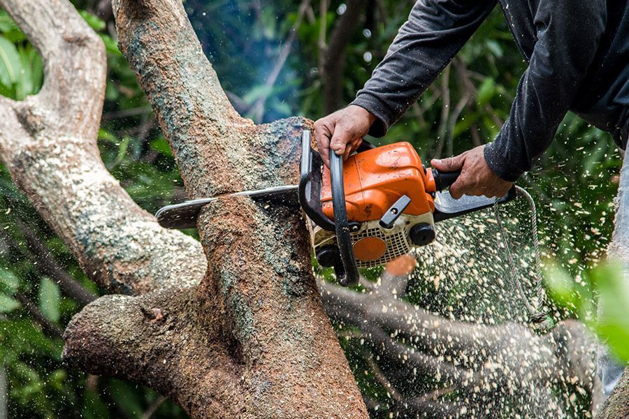 Tree removal