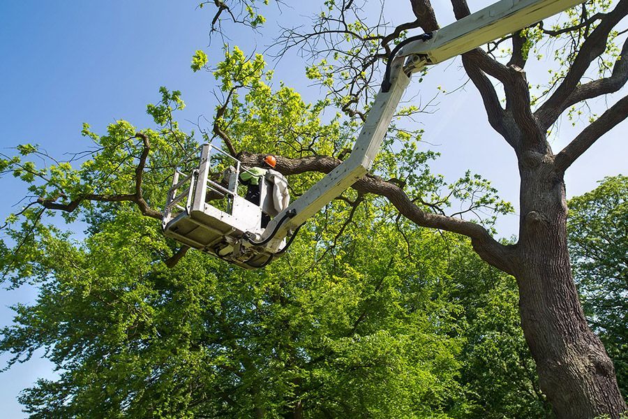 Tree trimming