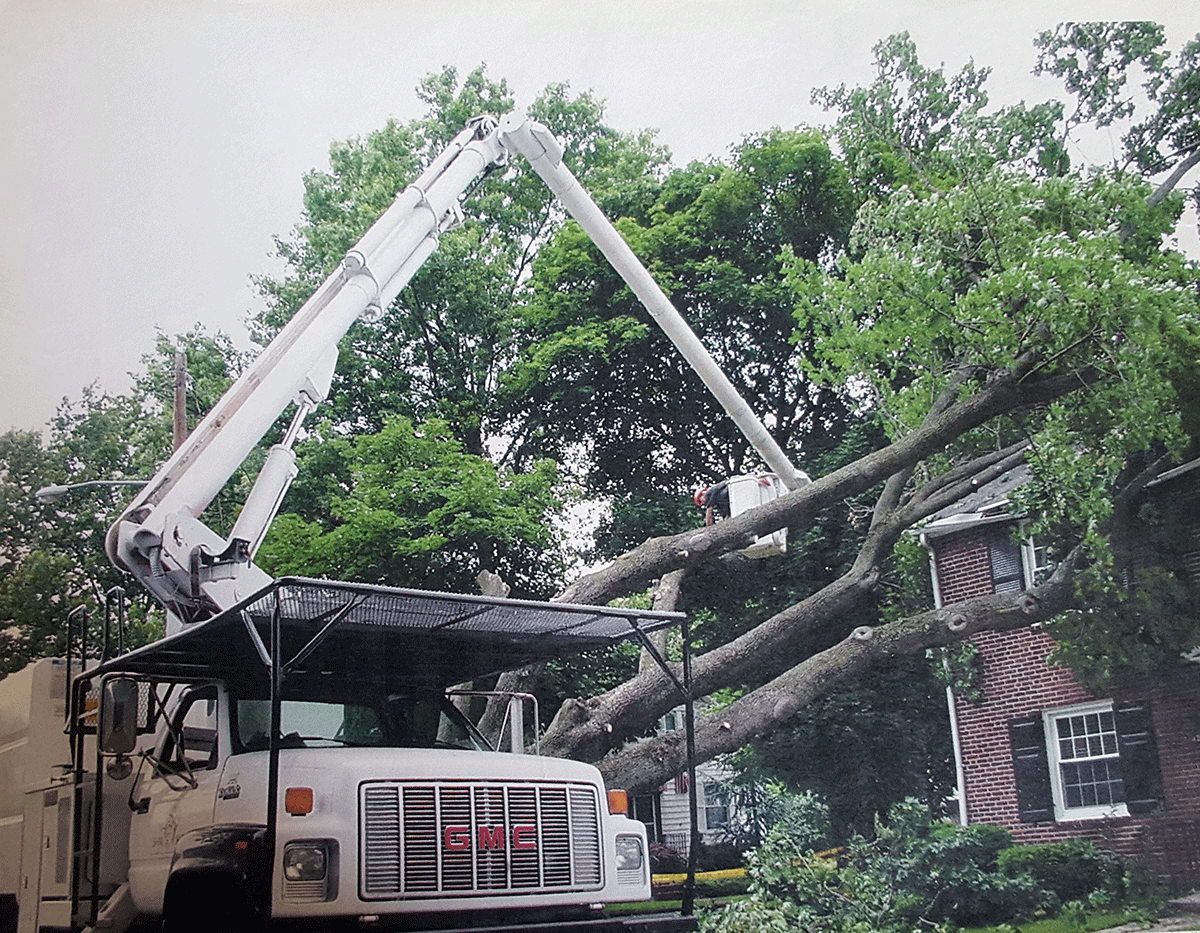 Tree removal